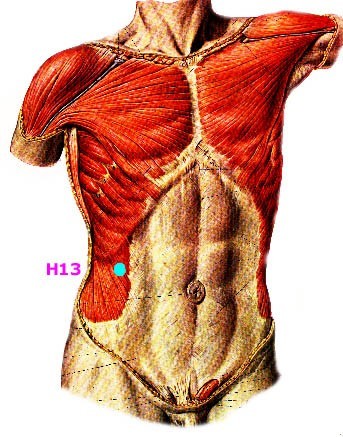 Músculos de la zona anterior abdominal