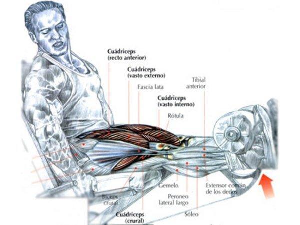 extensión-cuadriceps